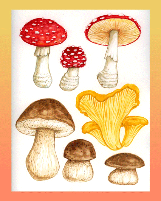 Fantastic Fungi with Melanie Lan