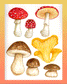 Fantastic Fungi with Melanie Lan