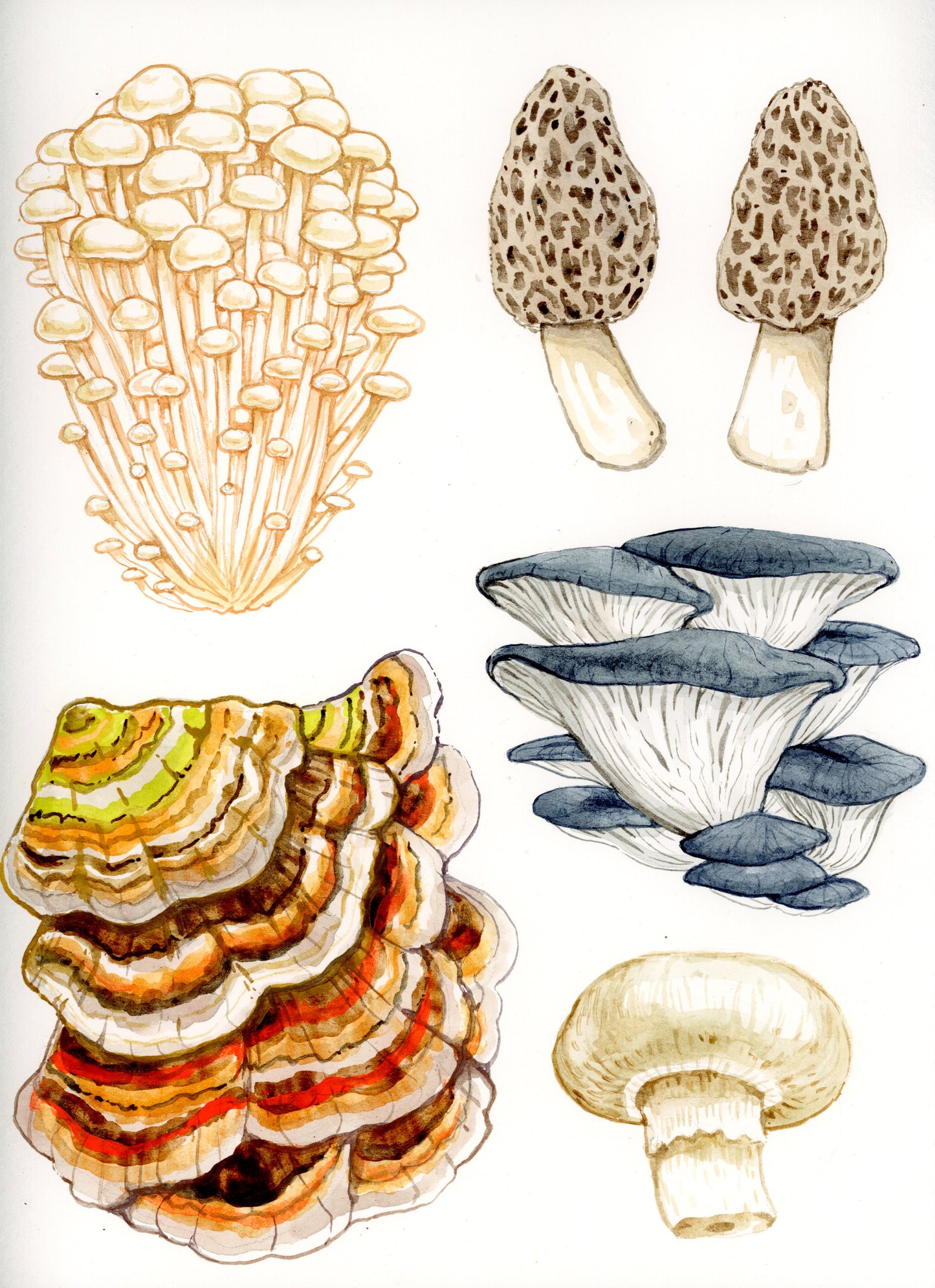 Fantastic Fungi with Melanie Lan